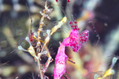 Skeleton Shrimp