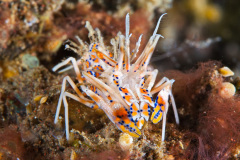 Spiny Tiger Shrimp