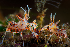 Spiny Tiger Shrimp