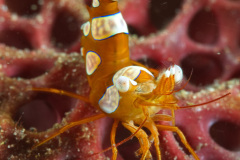 Squat Anemone Shrimp