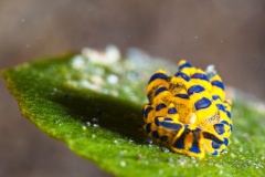 Stiliger Ornantus  Nudibranch