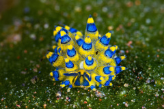 Stiliger Ornantus  Nudibranch