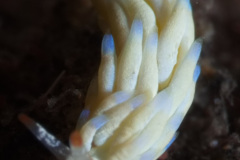 Tenellia sp Nudibranch