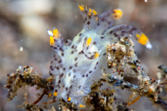 Thecacera sp. Nudibranch