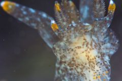 Thecacera sp. Nudibranch
