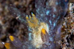Thecacera sp. Nudibranch