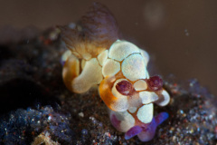 Trapania scurra  Nudibranch