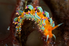 Trinchesia sp Nudibranch