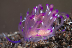 Unidentia Sandramillenae Nudibranch