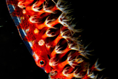 Whip Coral Goby