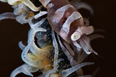 Whip Coral Shrimp
