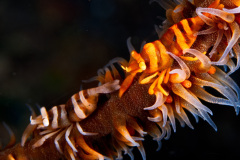 Whip Coral Shrimp