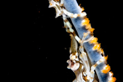 Whip Coral Spider Crab : Xenocarcinus Tuberculatus