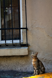 Cat looking for bird