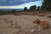 Dog overlooking Gallipoli