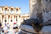 Cat at Ephesus