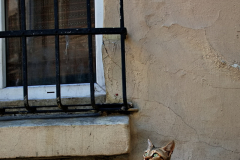 Cat looking for bird