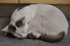 Topkapı Palace Cat