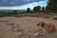 Dog overlooking Gallipoli