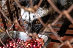 Weasel that eats coffee beans and poops magic