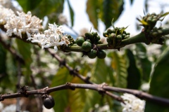Dalat Coffee Tree