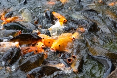 Koi at Ho Chi Minh Residence
