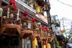 Birds day out