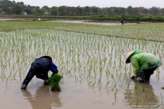 Rice Planting