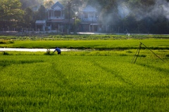 Rice Fields - Hue