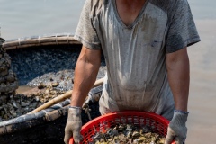 Oyster Farmer