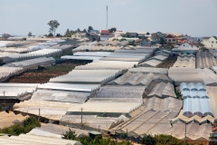 Dalat Farms